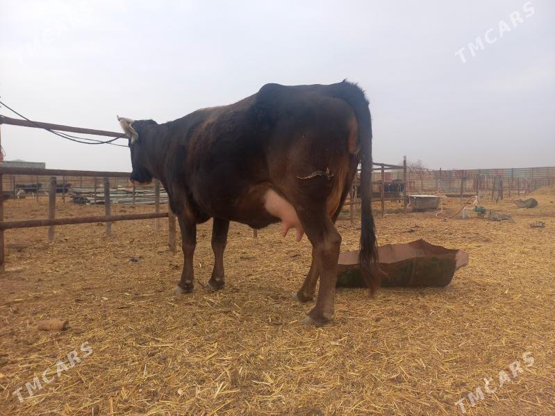 göleli. - Wekilbazar - img 3