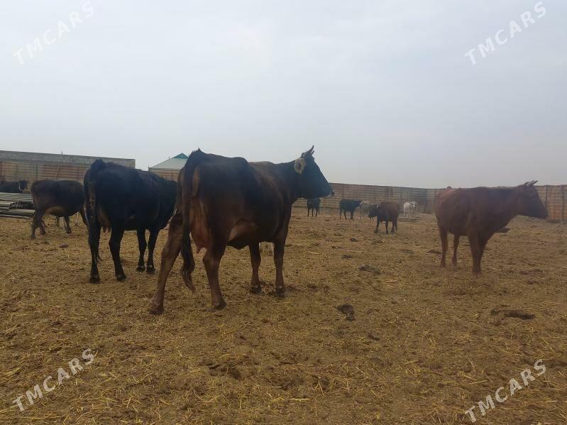 göleli. - Wekilbazar - img 9