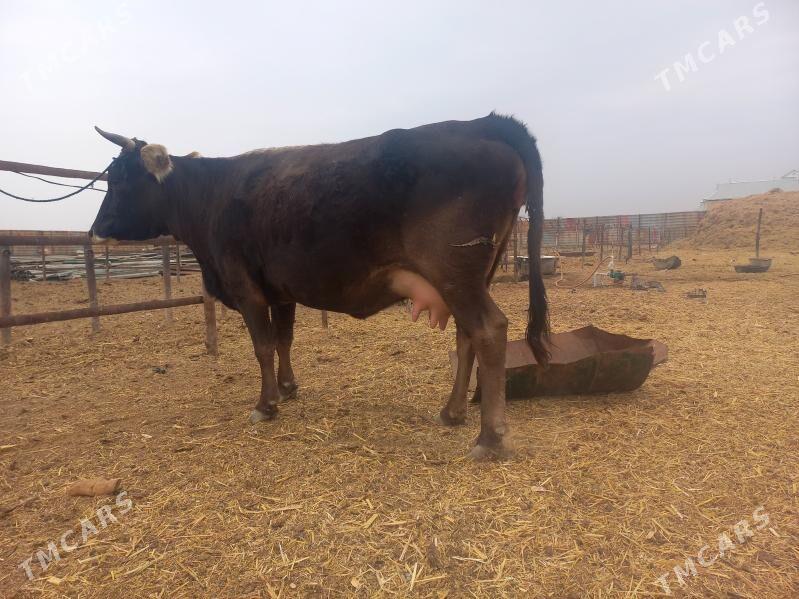 göleli. - Wekilbazar - img 1