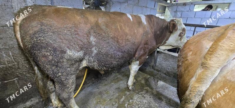 simental okuz - Тязе заман - img 2