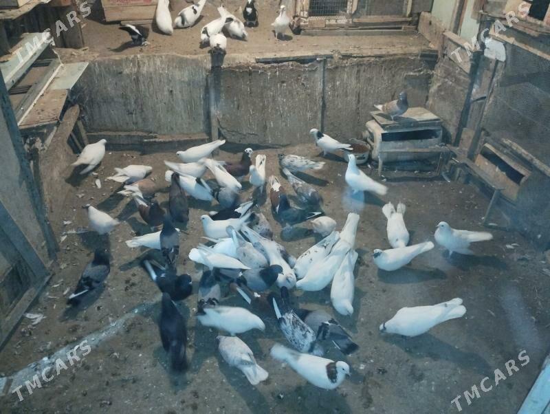 Guş kepderi - Bereket - img 3