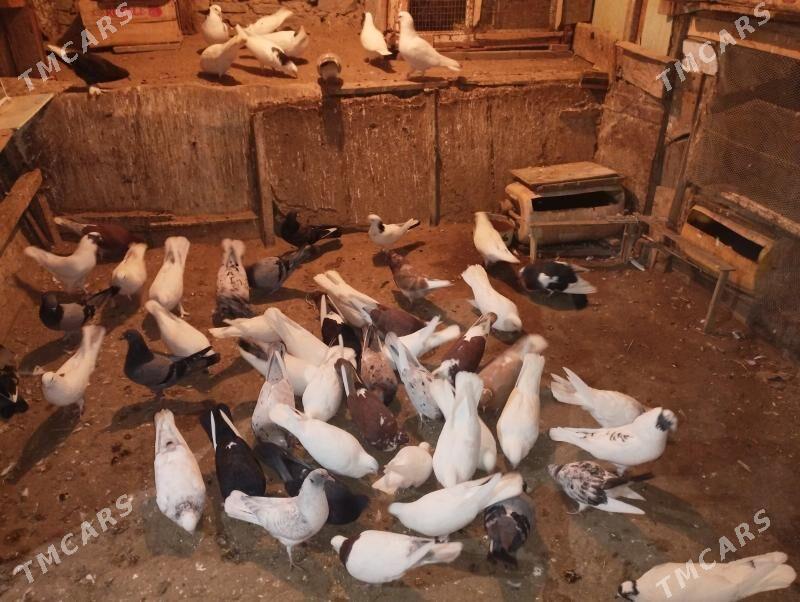 Guş kepderi - Bereket - img 1