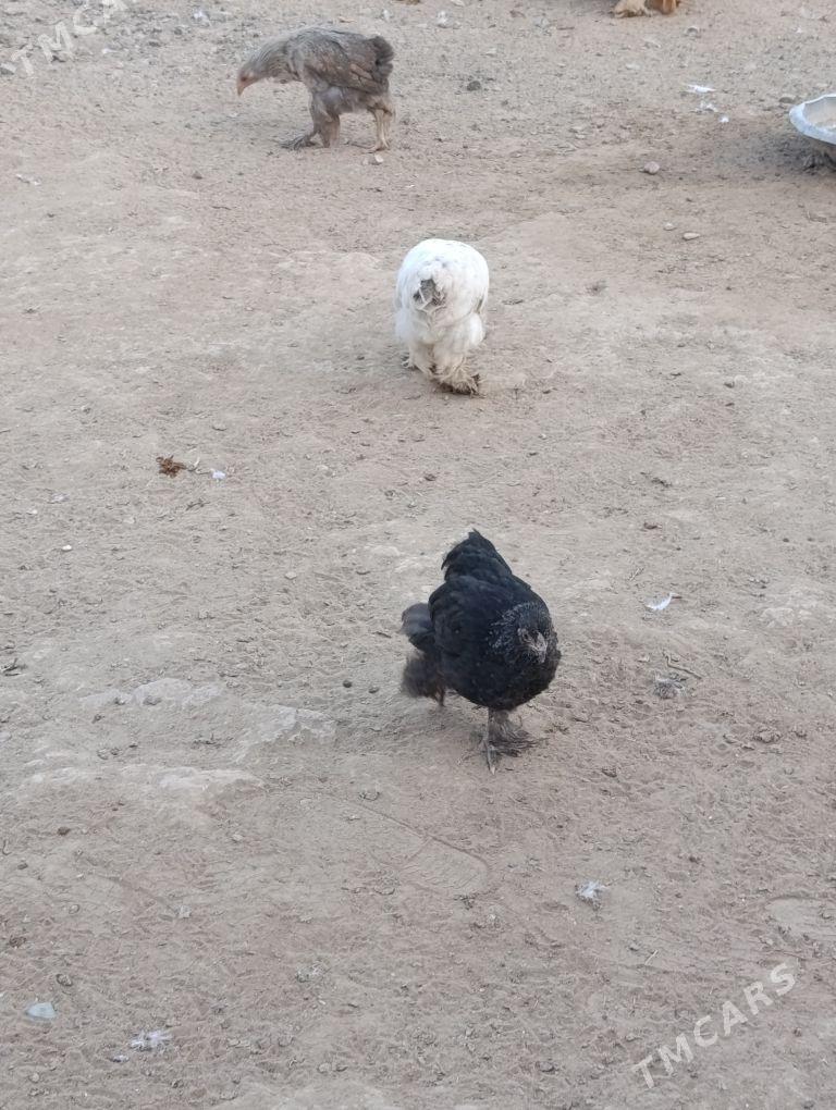 brama - Гызыларбат - img 2