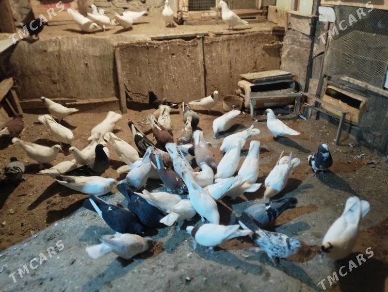 Guş kepderi - Bereket - img 2