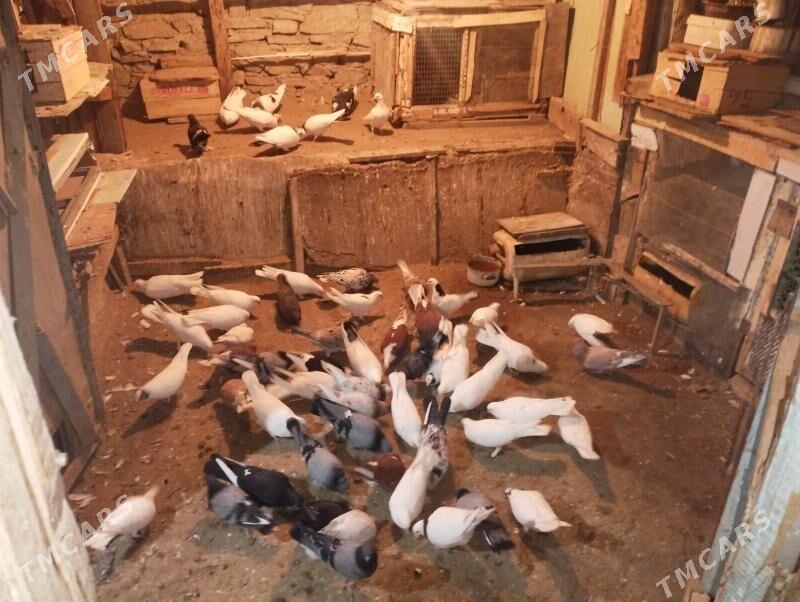 Guş kepderi - Bereket - img 4