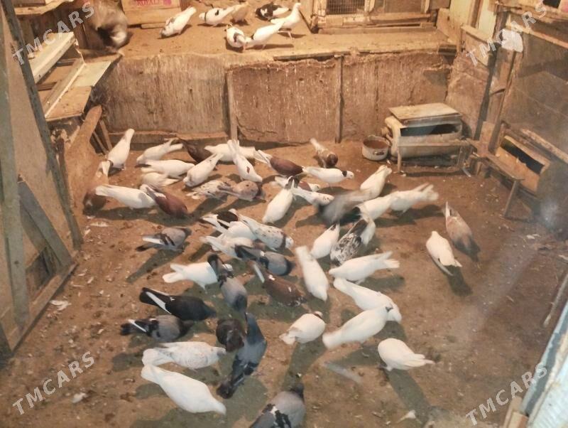 Guş kepderi - Bereket - img 6