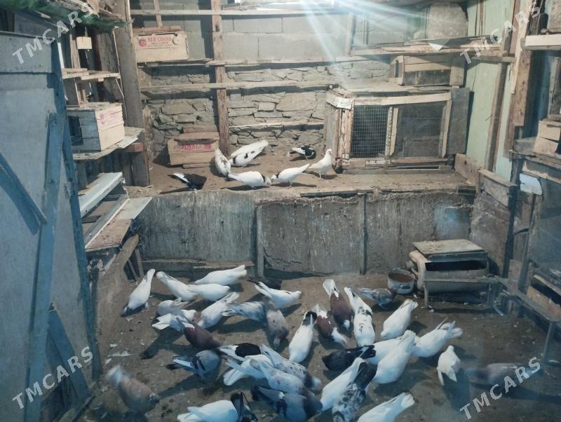 Guş kepderi - Bereket - img 5