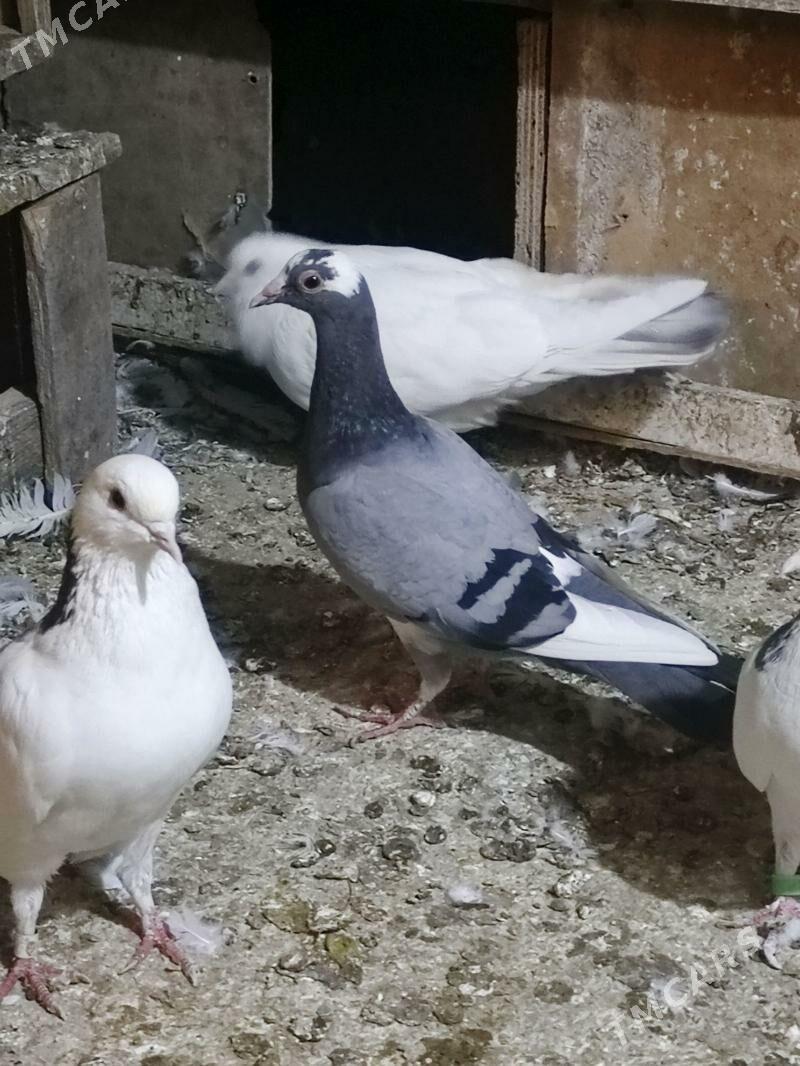 kepderi - Багир - img 2