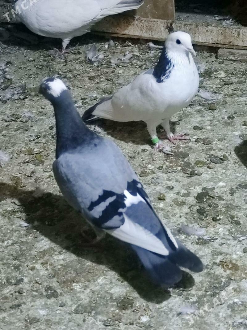 kepderi - Багир - img 3