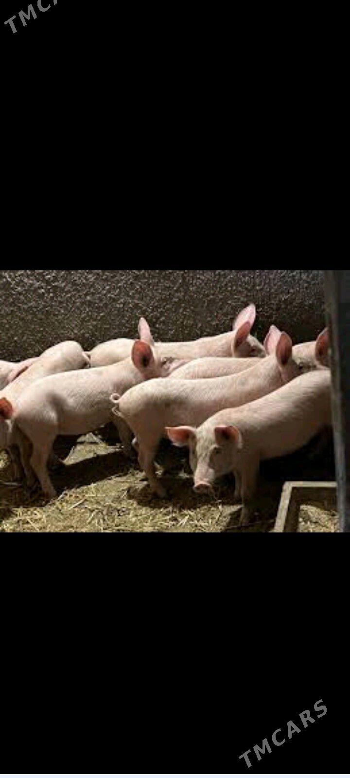 jojuk - Чарджоу - img 1