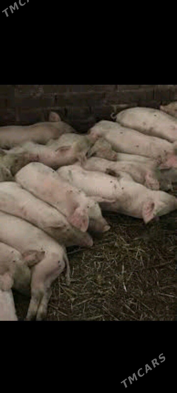 jojuk - Чарджоу - img 2