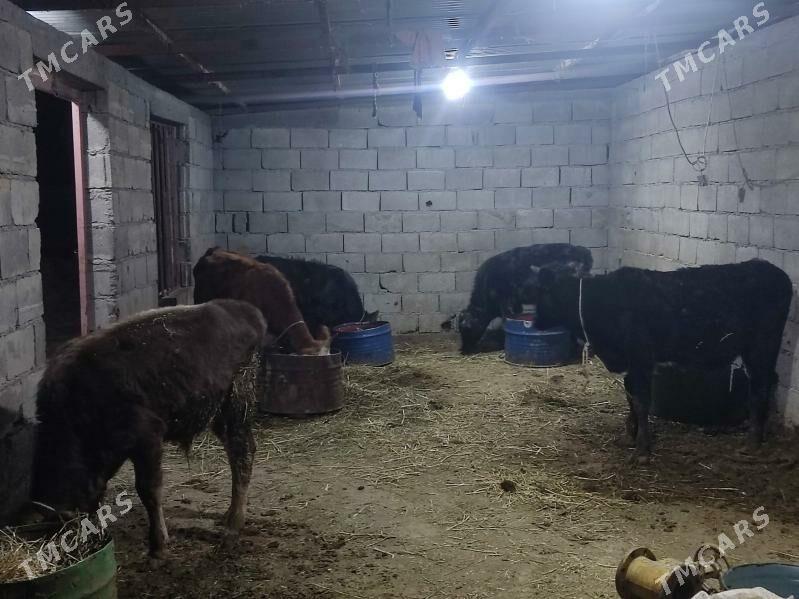 1 okuz 4 tuwe - Гёкдепе - img 2