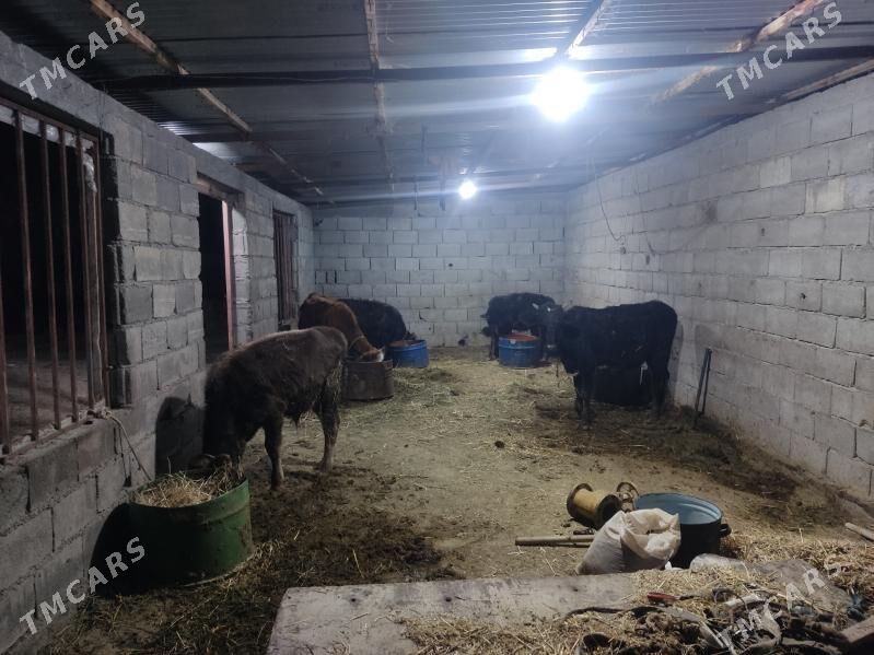 1 okuz 4 tuwe - Гёкдепе - img 4