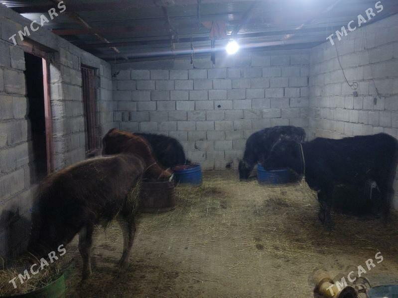 1 okuz 4 tuwe - Гёкдепе - img 3