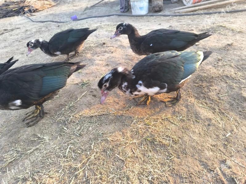 indautga - Baýramaly - img 3