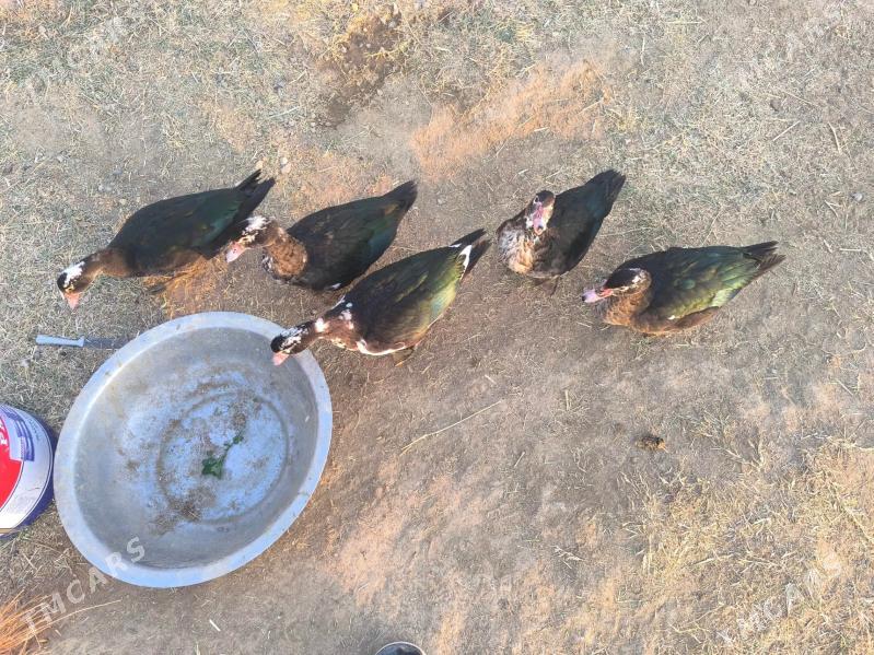 indautga - Baýramaly - img 5