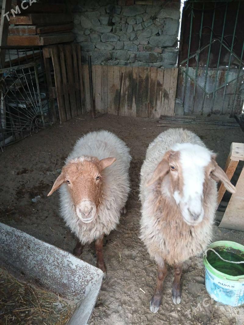 Goyun tokli dog - Bäherden - img 2