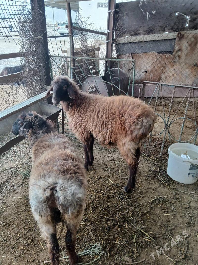 Goyun tokli dog - Bäherden - img 4