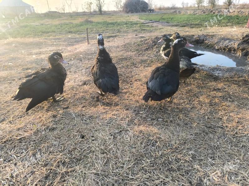 indautga - Baýramaly - img 4