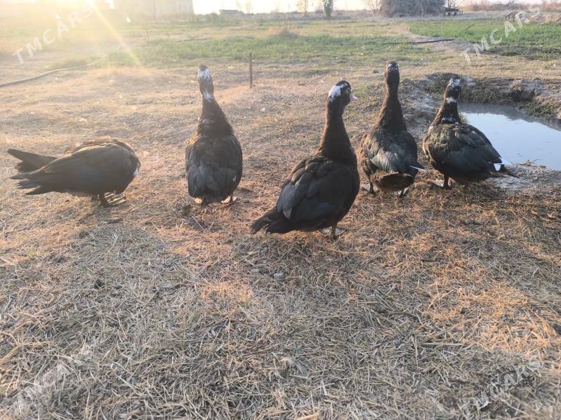 indautga - Baýramaly - img 2