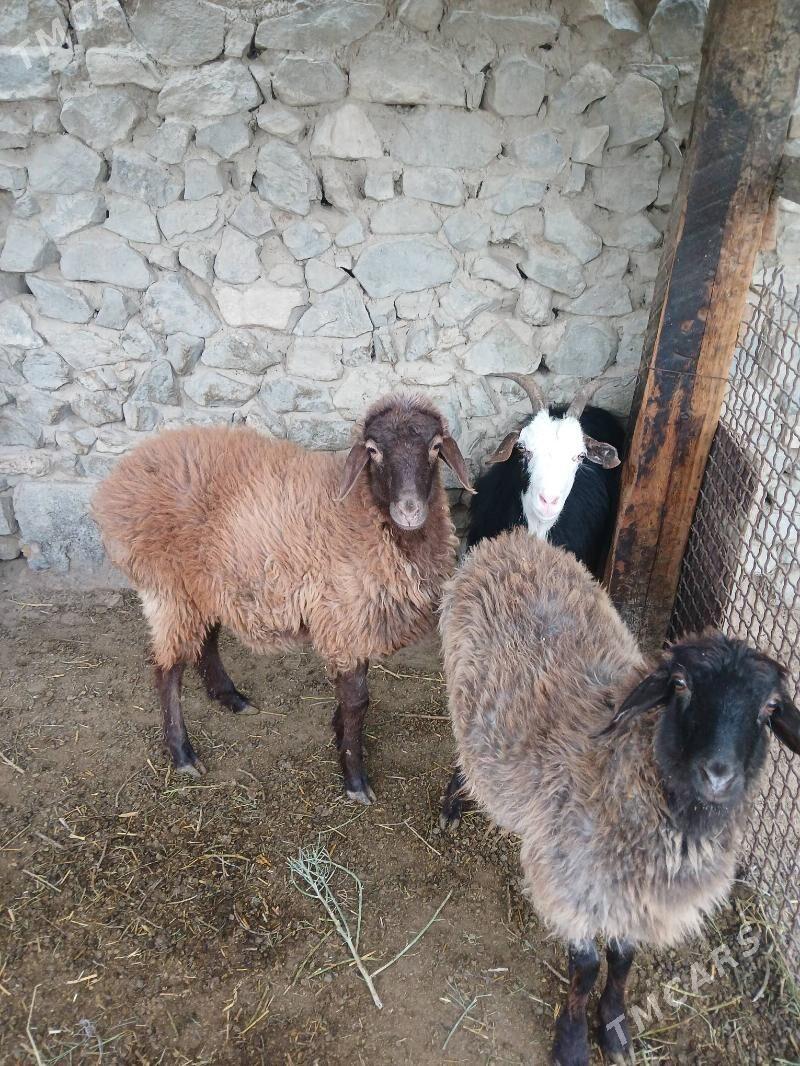 Goyun tokli dog - Bäherden - img 5