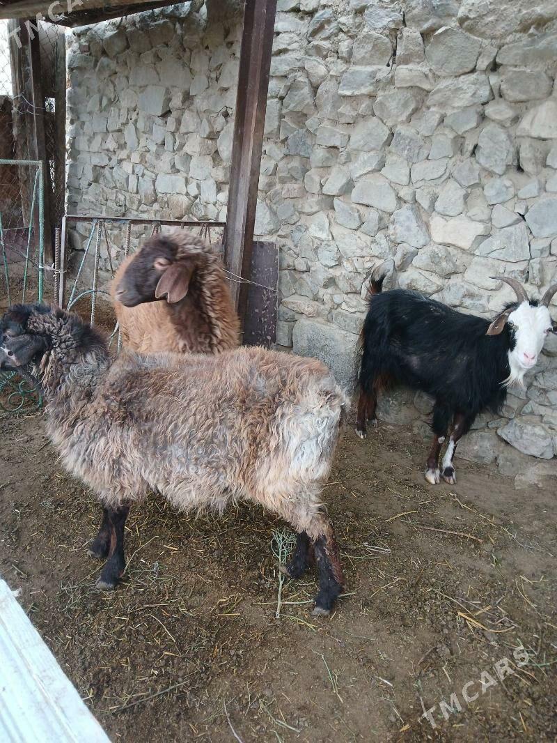 Goyun tokli dog - Bäherden - img 3