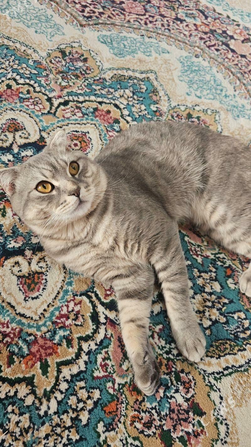 pisik - Мир 1 - img 2