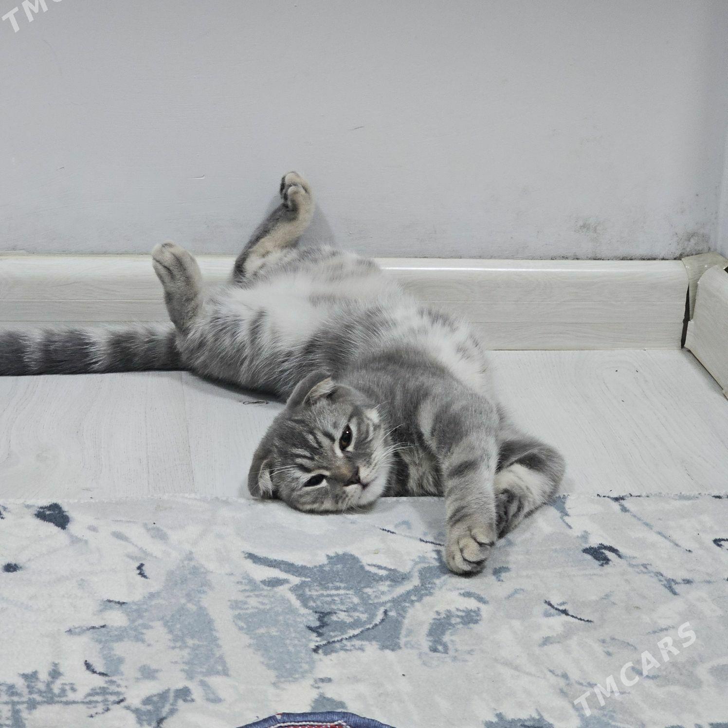 pisik - Мир 1 - img 1