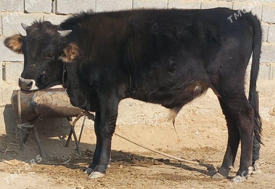 okuz - Änew - img 7