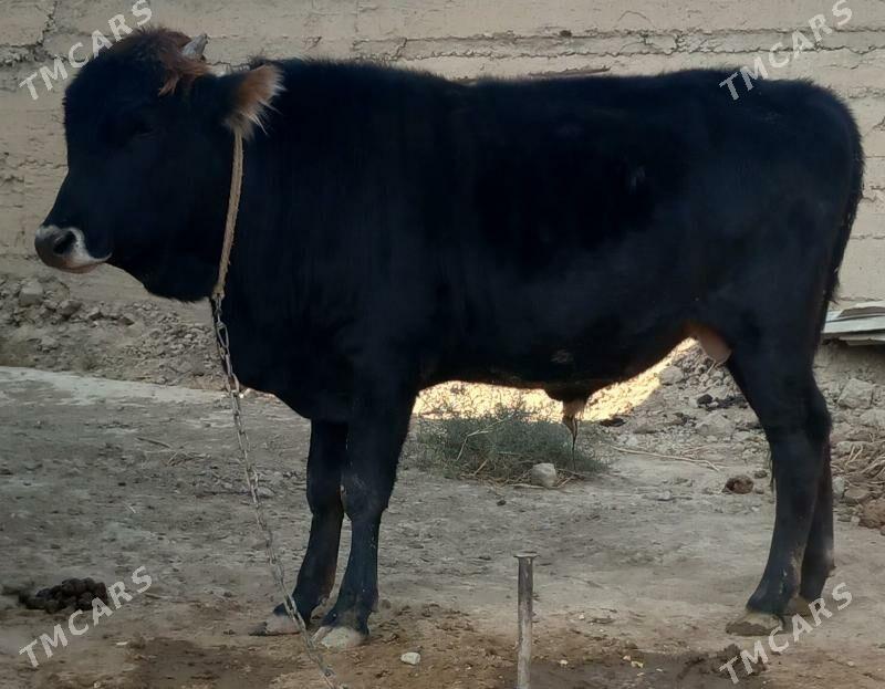 okuz - Änew - img 5