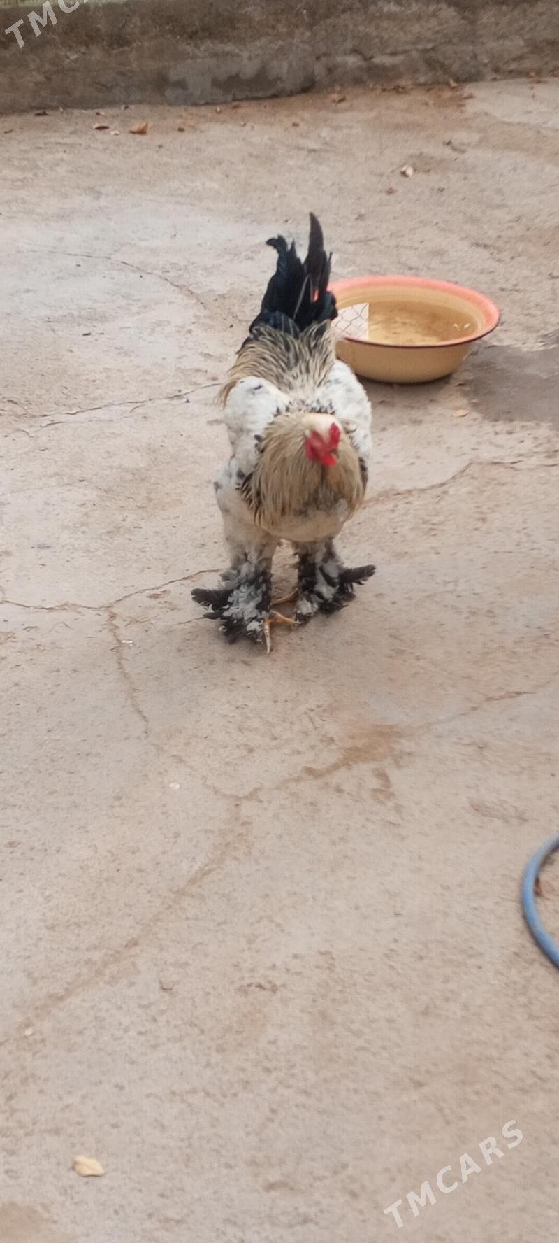 петух и курица - Туркменбаши - img 3