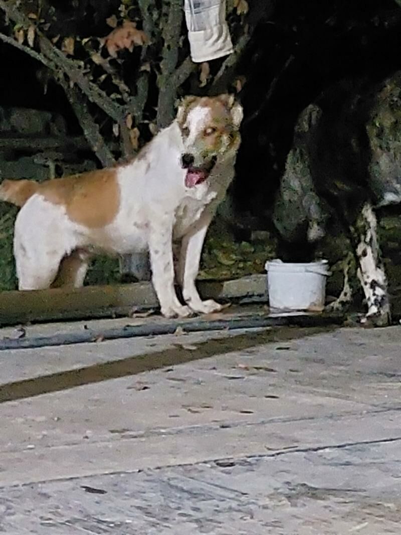 akguş - Aşgabat - img 2