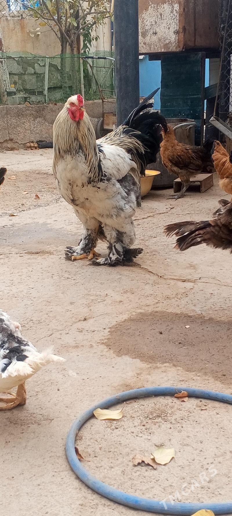 петух и курица - Туркменбаши - img 4