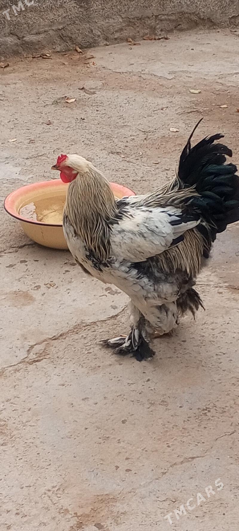 петух и курица - Туркменбаши - img 2