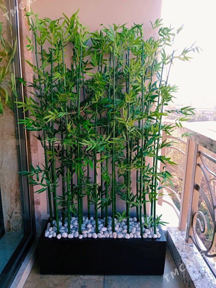Бамбук - Aşgabat - img 6