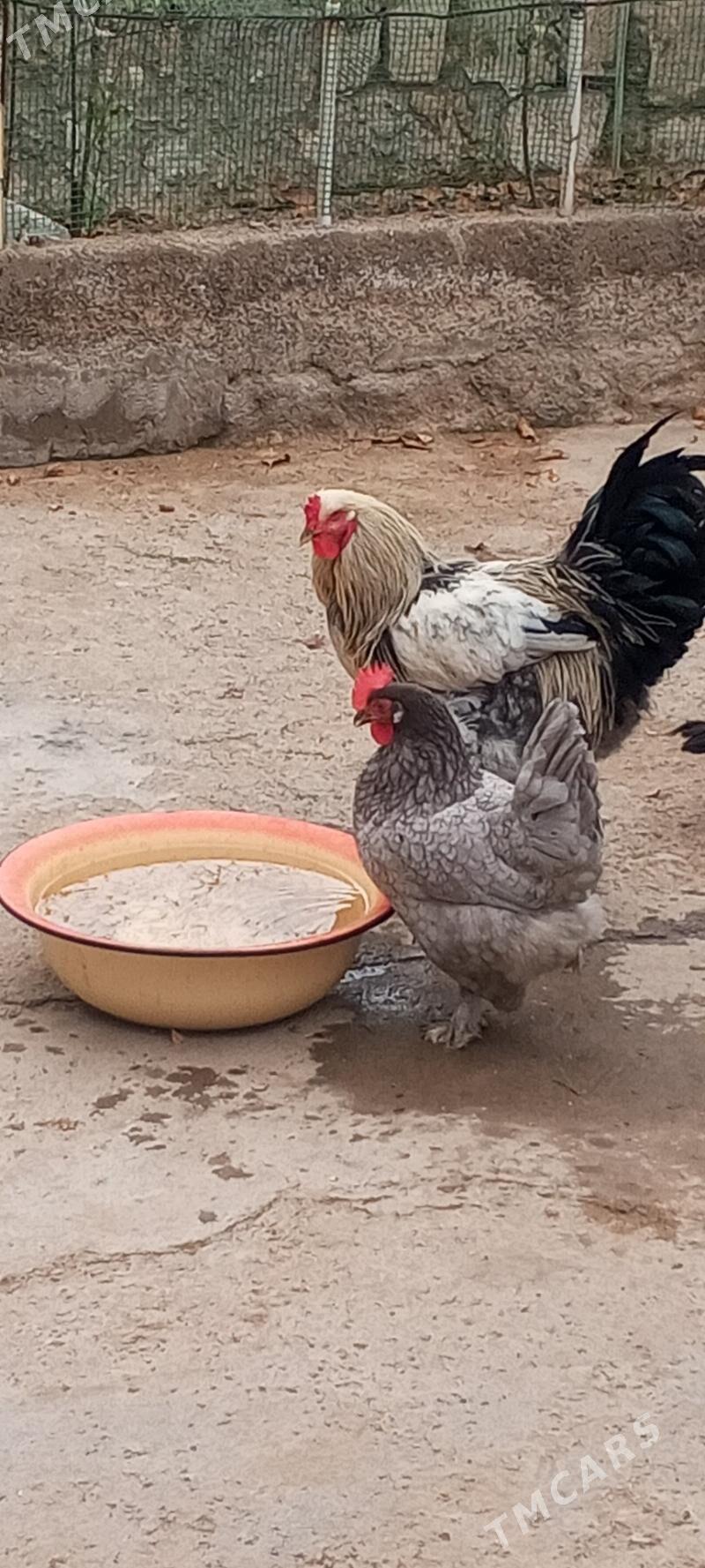 петух и курица - Туркменбаши - img 1