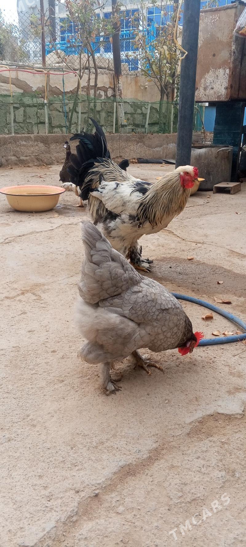 петух и курица - Туркменбаши - img 6