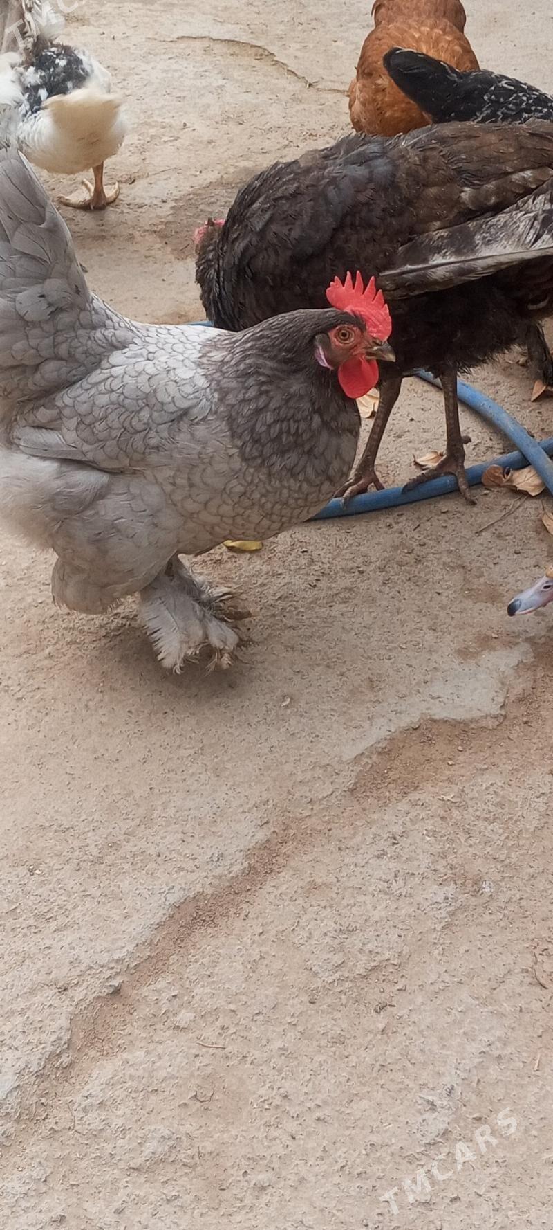 петух и курица - Туркменбаши - img 5