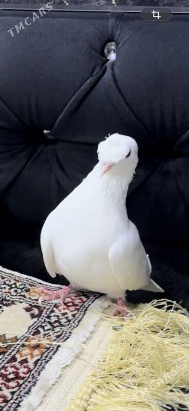 кепдер - Туркменабат - img 2