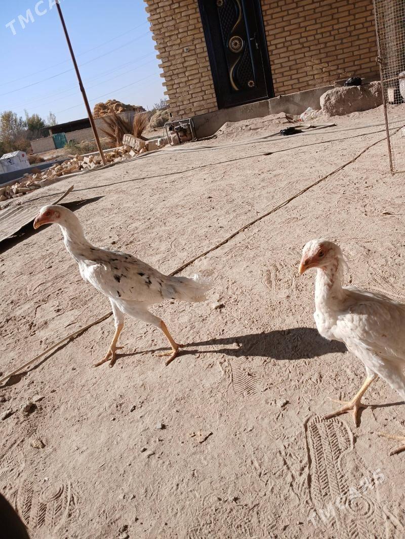 baysow juje - Фарап - img 2