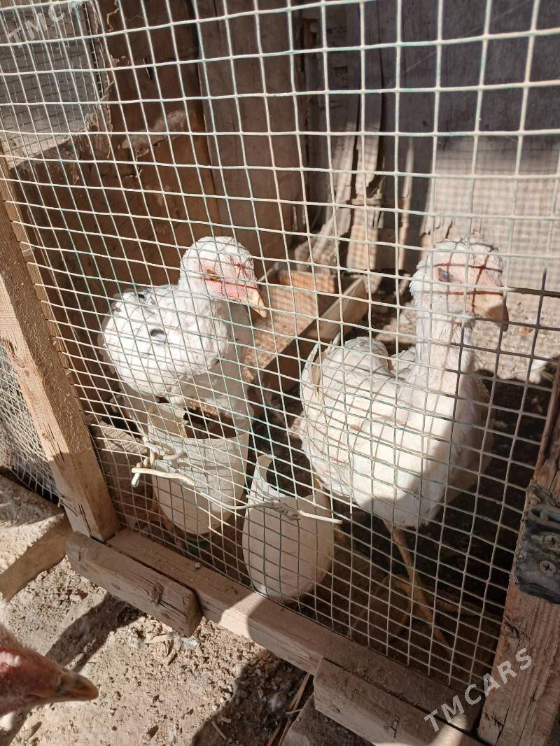 baysow juje - Фарап - img 3