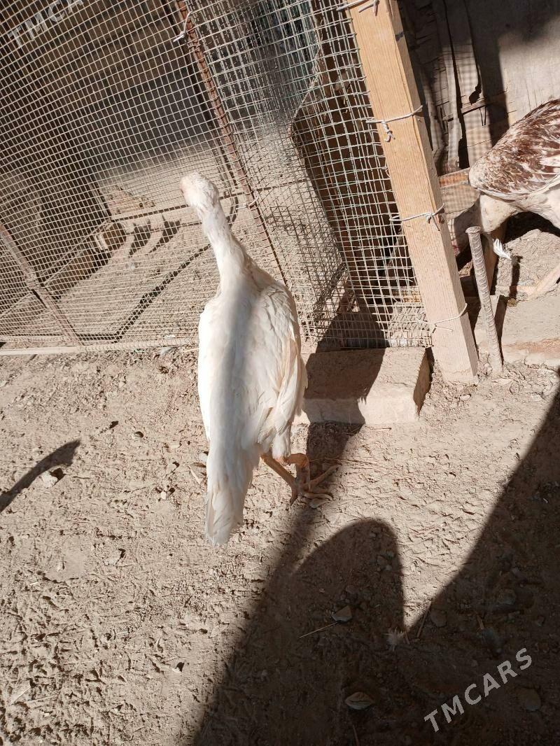 baysow juje - Фарап - img 4