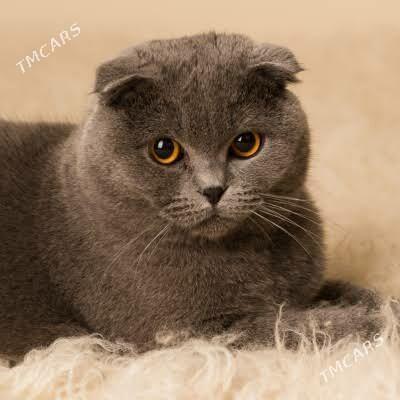 şotlandskiy kot - Туркменабат - img 1