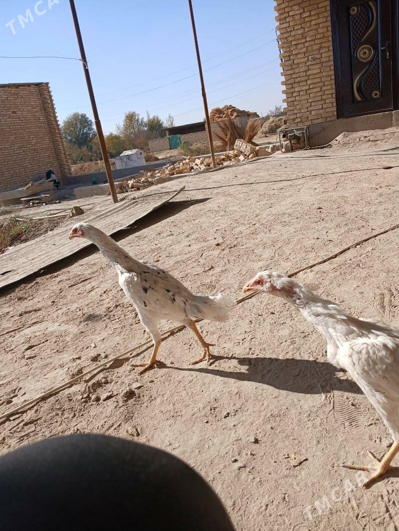 baysow juje - Фарап - img 1