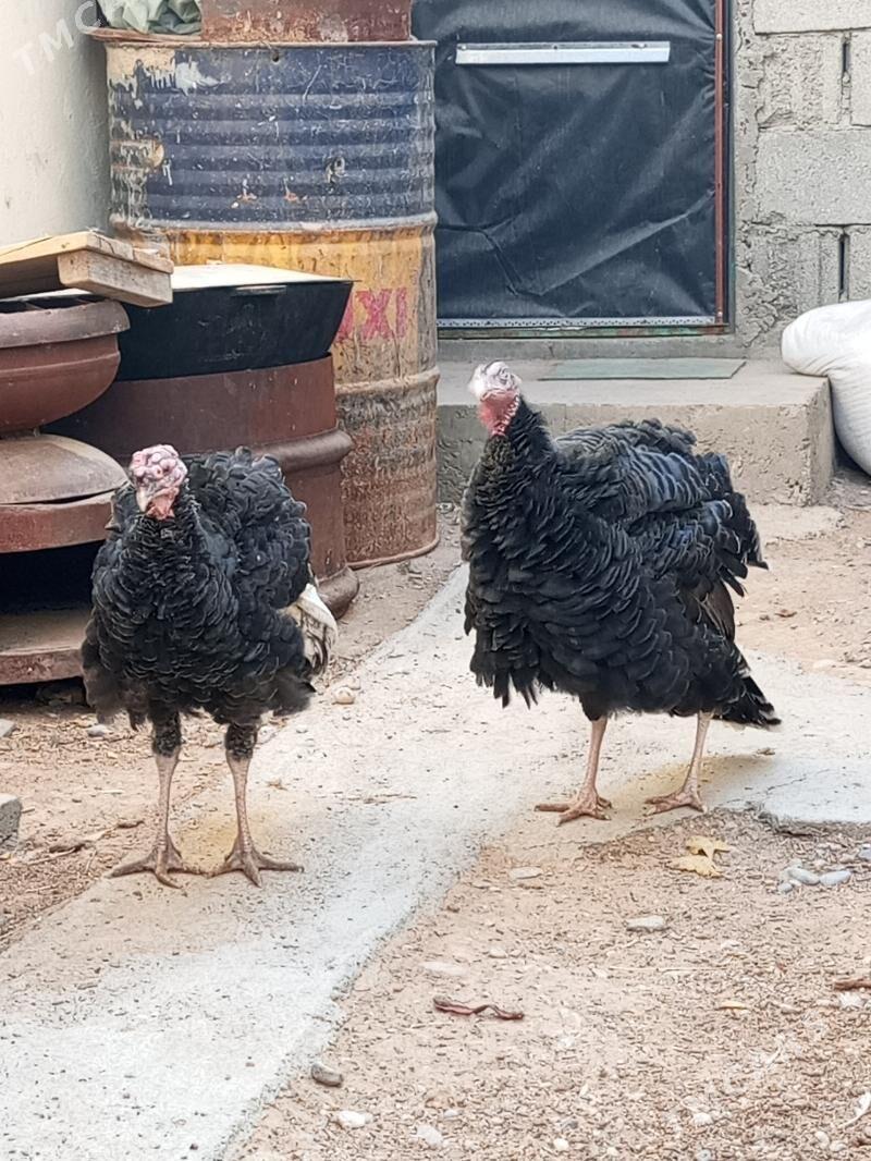 induk - Чоганлы - img 3