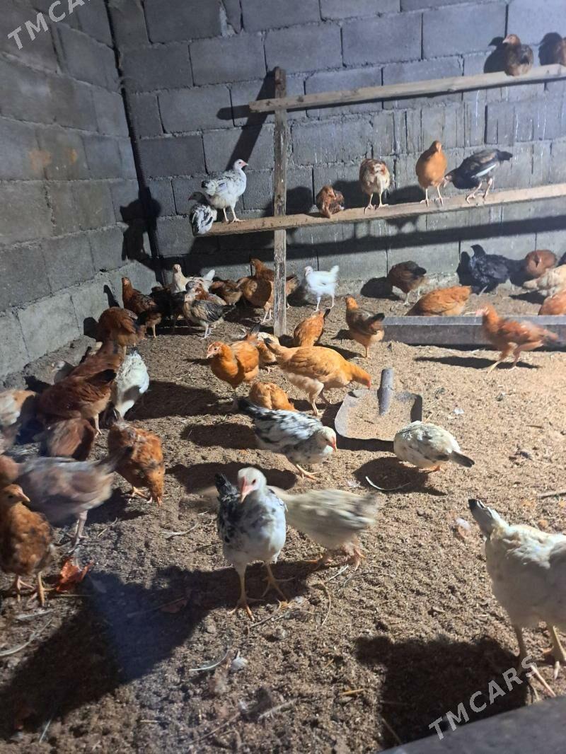 juyje - Бузмеин - img 2