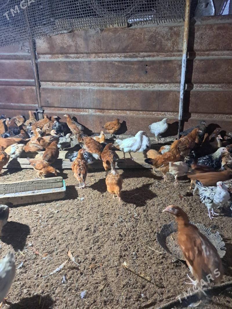 juyje - Бузмеин - img 3