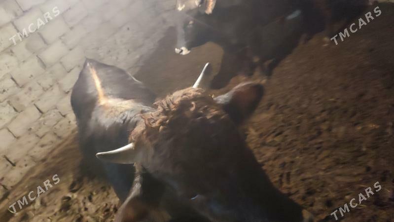 okuz öküz mysga - Büzmeýin - img 3