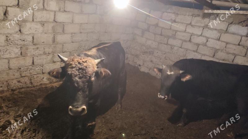 okuz öküz mysga - Büzmeýin - img 2