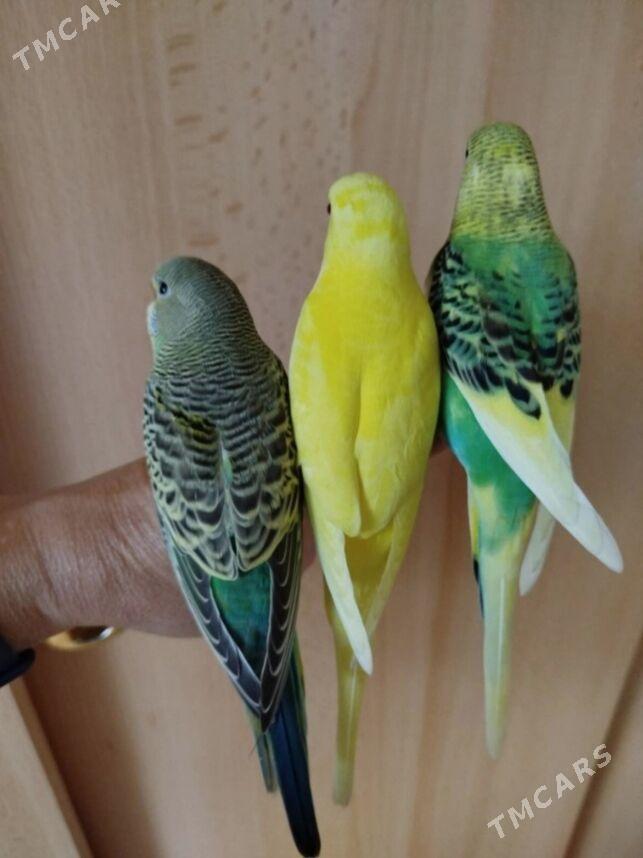 popugay sowgatlyk guslar - Ашхабад - img 4